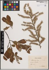 Foto von Salix cinerea L.